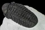 Adrisiops Weugi Trilobite - Recently Described Phacopid #165902-3
